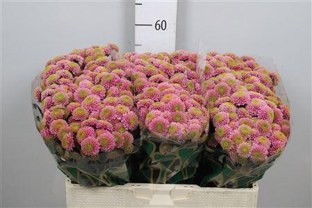 Chrysanthemum Indicum Grp tros santini 'Jeanny'