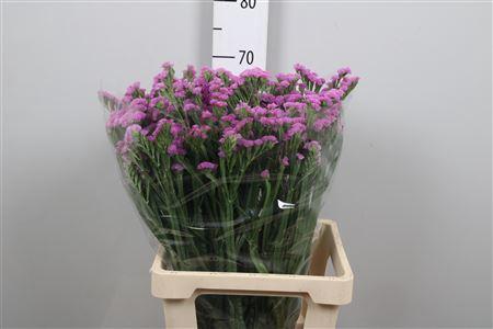 Limonium sinuatum Fantasia Wings