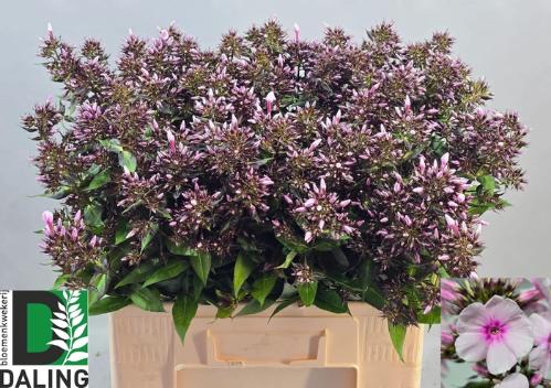 Phlox Paniculata Grp 'Bright Eyes'