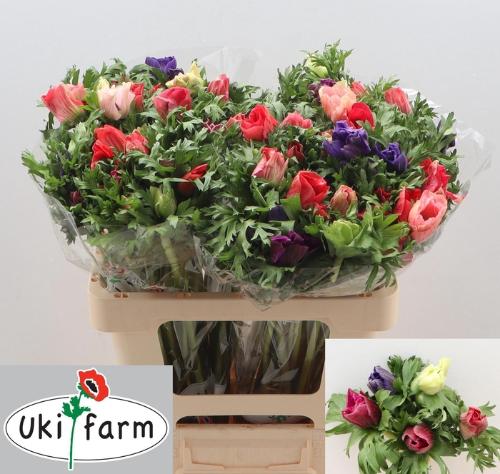 Anemone overig gemengd in bos