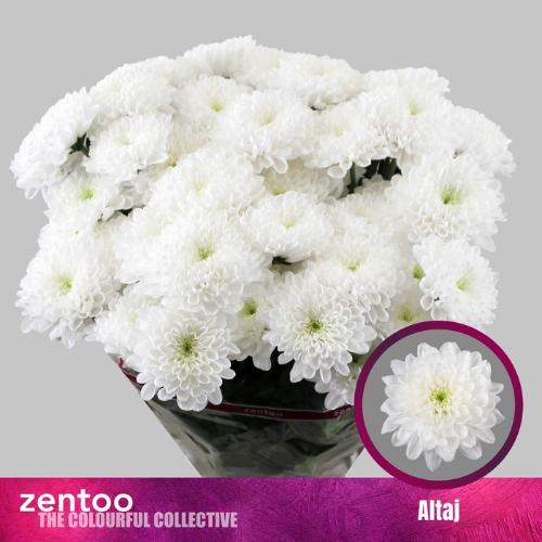 Chrysanthemum( Indicum Grp) tros Altaj