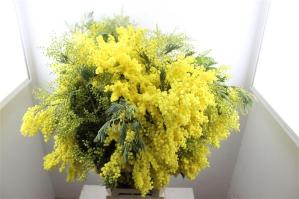 Acacia baileyana bloeiend per bos 'Purpurea'Dealbata Grp