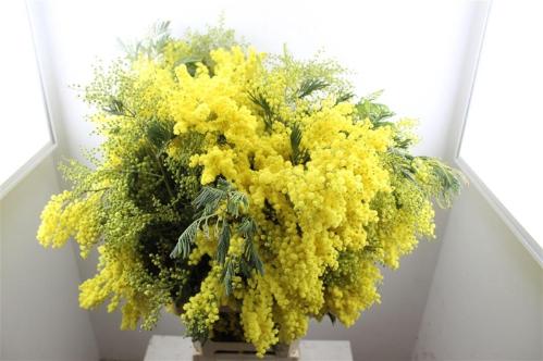 Acacia baileyana bloeiend per bos 'Purpurea'Dealbata Grp