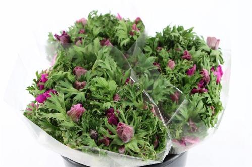 Anemone coronaria Marianne Orchid