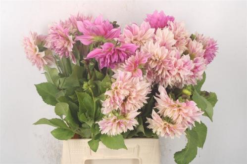 Dahlia (Decorative Grp) 'Café au Lait Royale'