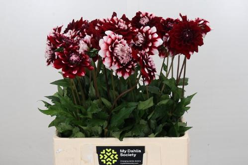 Dahlia 'Checkers'