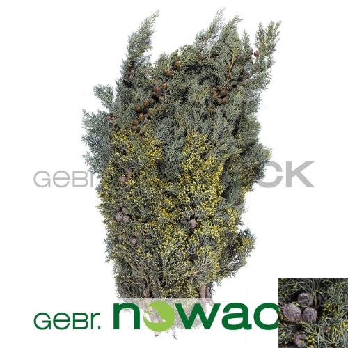 Kerstgroen overig per kilo