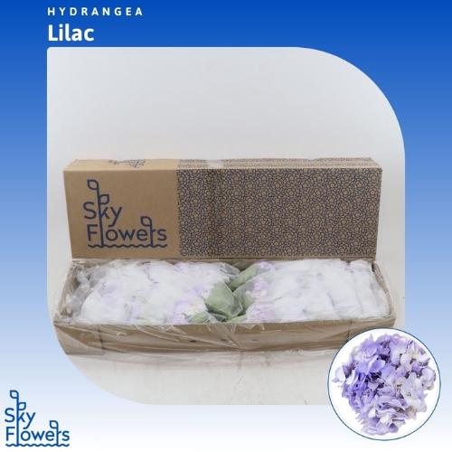 Hydrangea overig kleurbehandeld H%