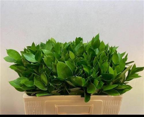 Ruscus hypophyllum (groot blad)