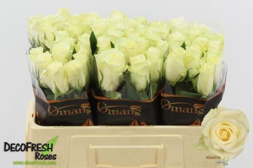 Rosa grootbloemig Albatros