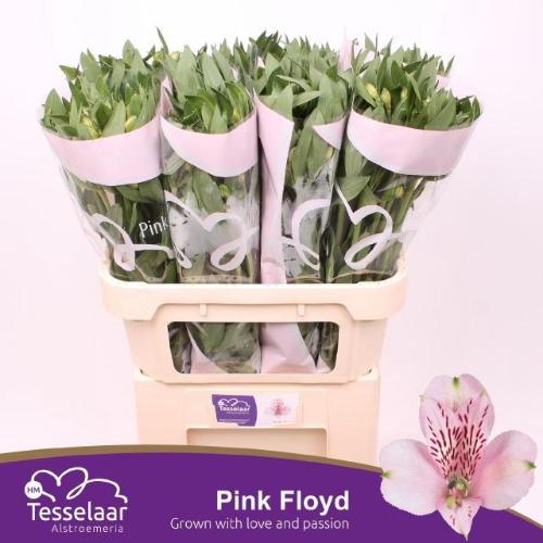 Alstroemeria Pink Floyd