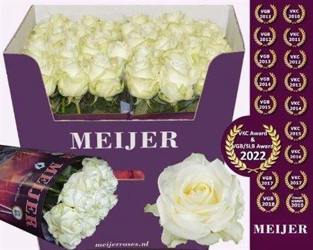 Rosa grootbloemig Avalanche+