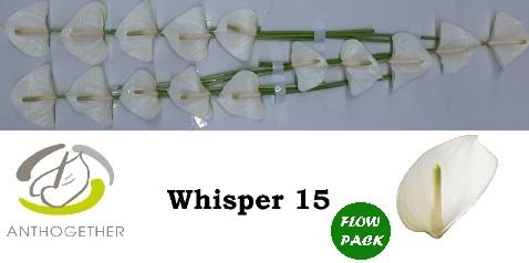 Anthurium Andreanum Grp Whisper