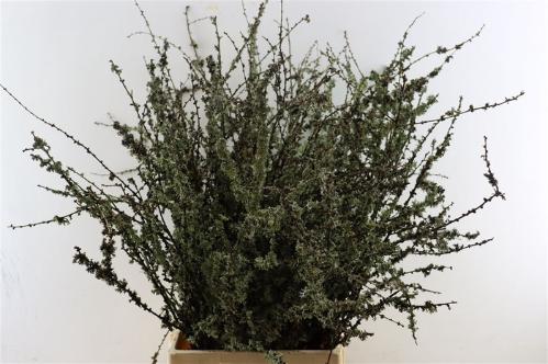 Larix doos