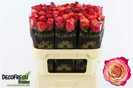 Rosa grootbloemig Bogart-Bb