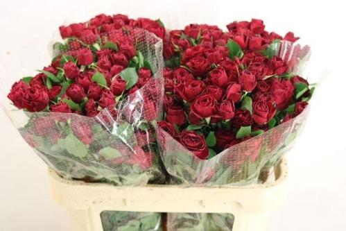 Rosa tros Red Trendsetter