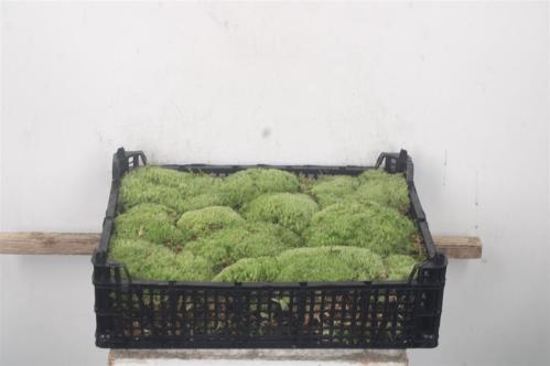 Leucobryum glaucum