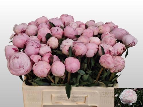 Paeonia Lactiflora Grp 'Reine Hortense'