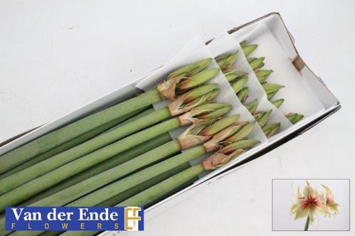 Hippeastrum Diamond Grp 'Dance Valley'