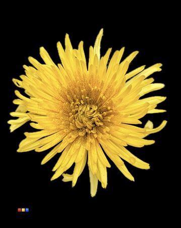 Chrysanthemum geplozen kas kleurbehandeld H%