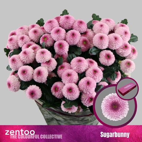 Chrysanthemum (Indicum Grp) tros santini Sugarbunny