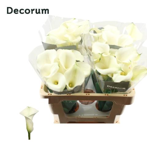 Zantedeschia 'Captain Ventura'