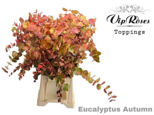 Eucalyptus cinerea kleurbehandeld per bos H%