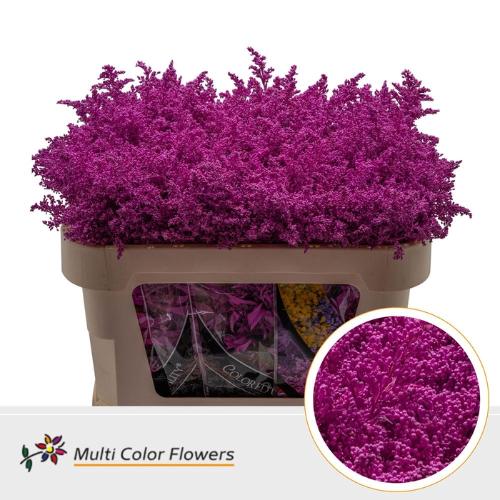 Solidago kleurbehandeld H%