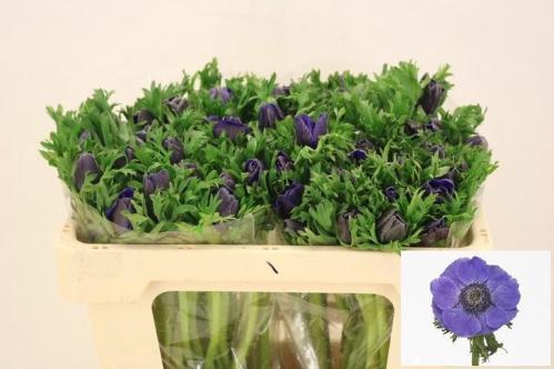 Anemone coronaria 'Mistral Plus Dark Blue'
