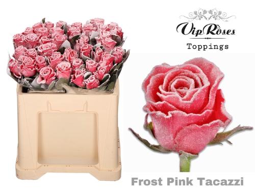 Rosa grootbloemig kleurbehandeld H%