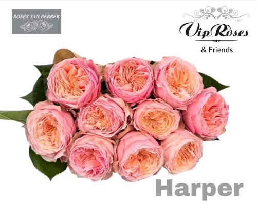Rosa grootbloemig Darcy!