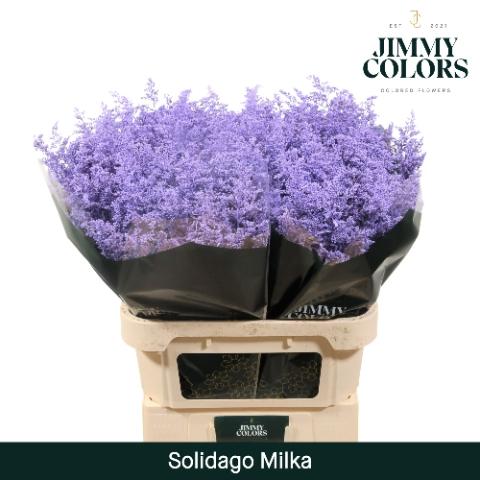 Solidago kleurbehandeld H%
