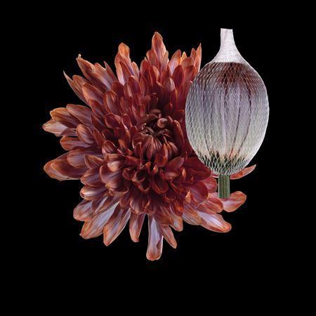 Chrysanthemum (Indicum Grp) geplozen Antonov kleurbehandeld H%