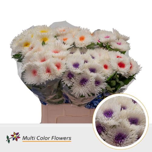 Chrysanthemum geplozen kas kleurbehandeld H%
