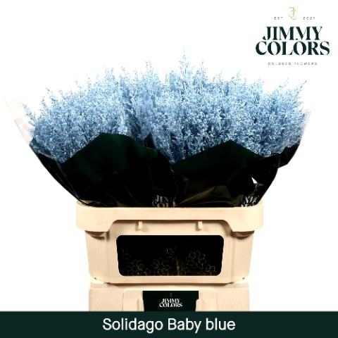 Solidago kleurbehandeld H%