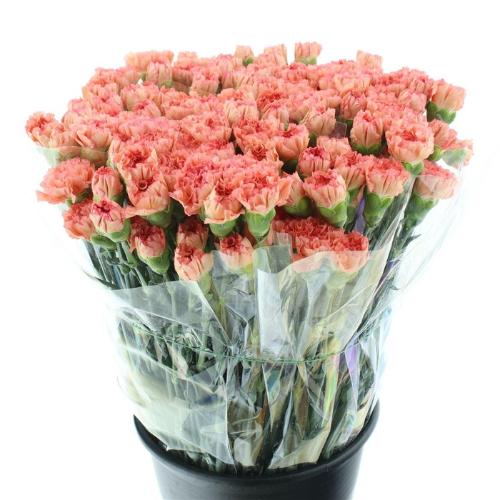 Dianthus standaard overig