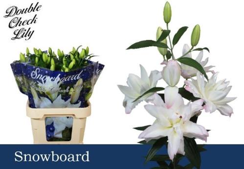 Lilium Oriental Grp 'Snowboard'