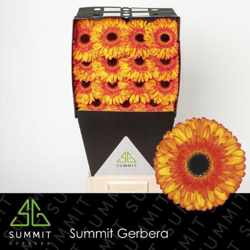 Gerbera grootbloemig Spotlight