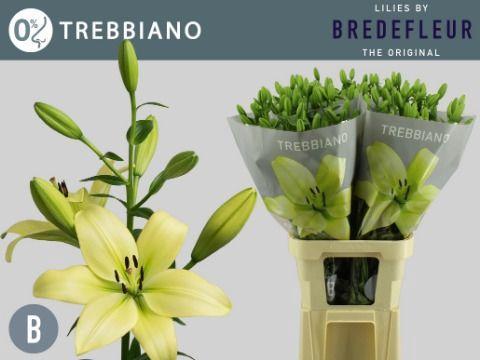 Lilium Longiflorum x Aziatische Grp Trebbiano