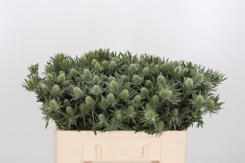 Eryngium Sirius Questar