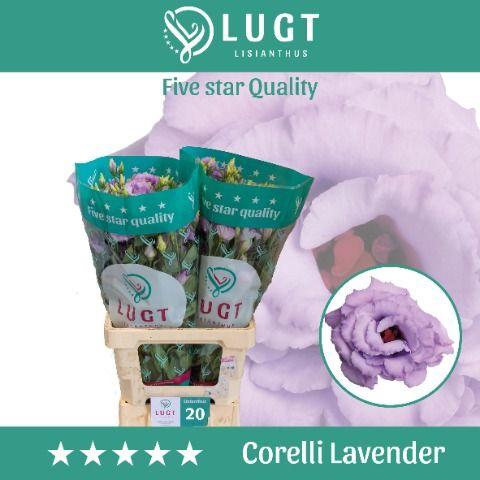 Eustoma russellianum gevuldbloemig 'Corelli Lavender'