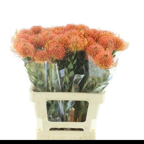 Leucospermum cordifolium 'Gold Dust'