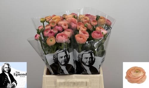 Ranunculus asiaticus 'Elegance Salmon'