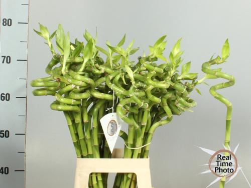 Dracaena sanderiana Lucky Bamboo