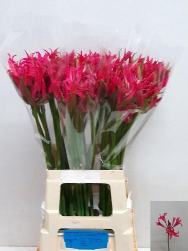Nerine (Bowdenii Grp) 'Elegance Pink Spunky'