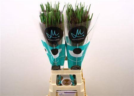 Pennisetum 'Black Fox'