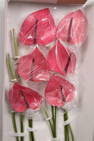 Anthurium Andreanum Grp Cassis