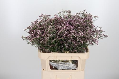 Limonium Safora Oshi Pink