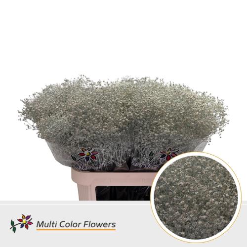 Gypsophila overig kleurbehandeld H%