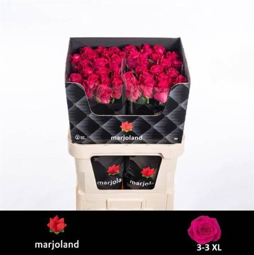 Rosa grootbloemig Xoch!